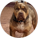 Shawn King profile picture